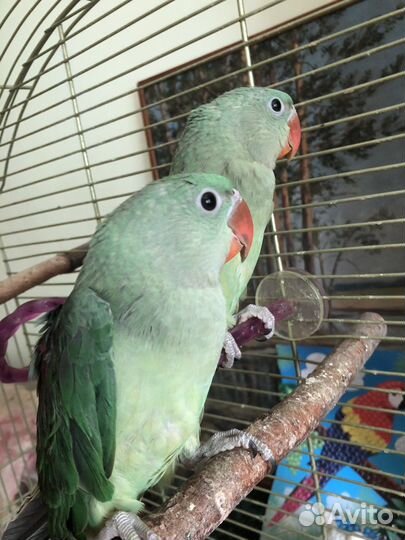 Птенцы Выкормыши Александрийского попугая