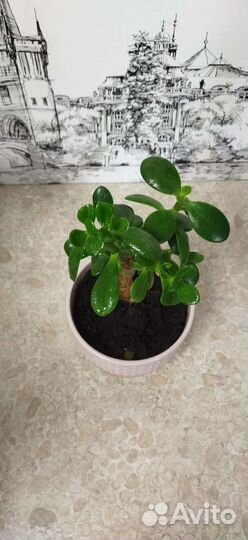 Фикус бенджамина