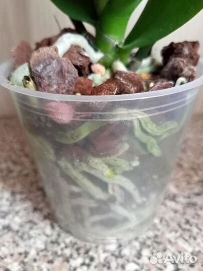 Орхидея биг лип Элеганс, отцветает