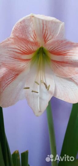 Гиппиаструм эппл блоссом (яблоневый цвет)