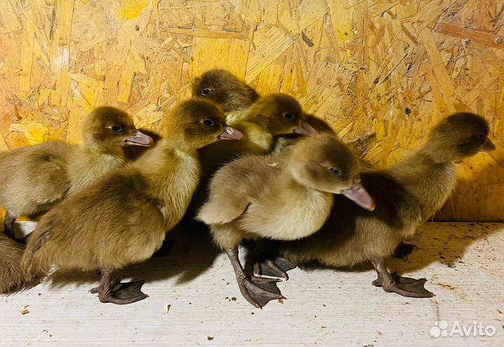 Мускусные утки тяжелые линии