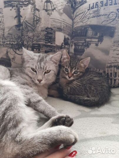 Кошка в дар бесплатно