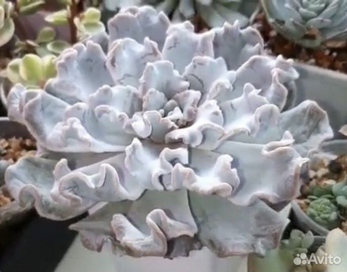 Криспата Бьюти и Триллер Перл