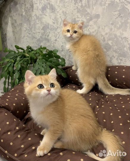 Британские котята золотая шиншилла