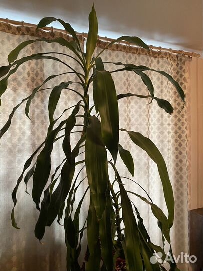 Пальма юкка