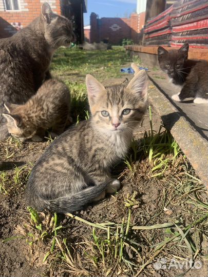 Котята в добрые руки