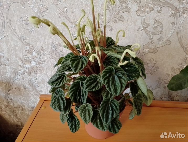 Пеперомия сморщенная