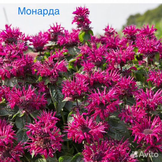 Многолетние садовые цветы