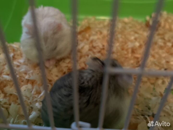 Хомячки с клеткой
