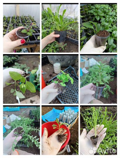 Цветы для Вашего прекрасного сада