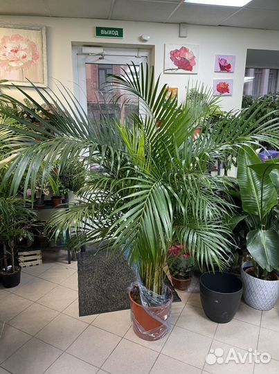 Пальма арека дипсис h200 34d