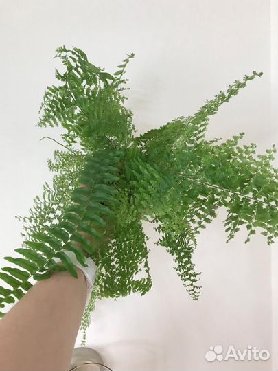 Папоротник(нефролепис), калатея Руфибарба