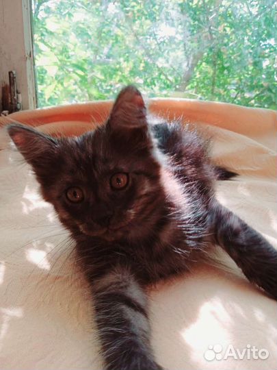 Котёнок