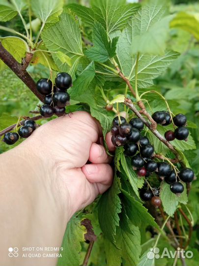 Саженцы черной смородины