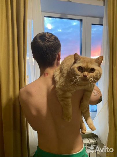 Британский кот вязка