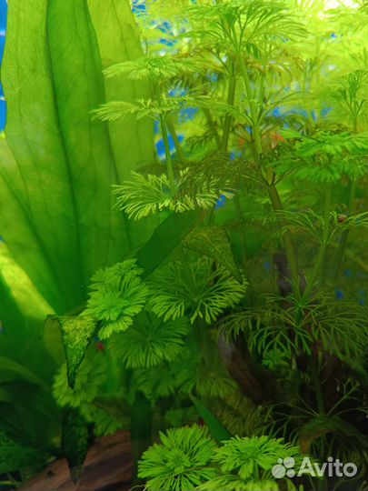 Кабомба,мох Риччия плавающая
