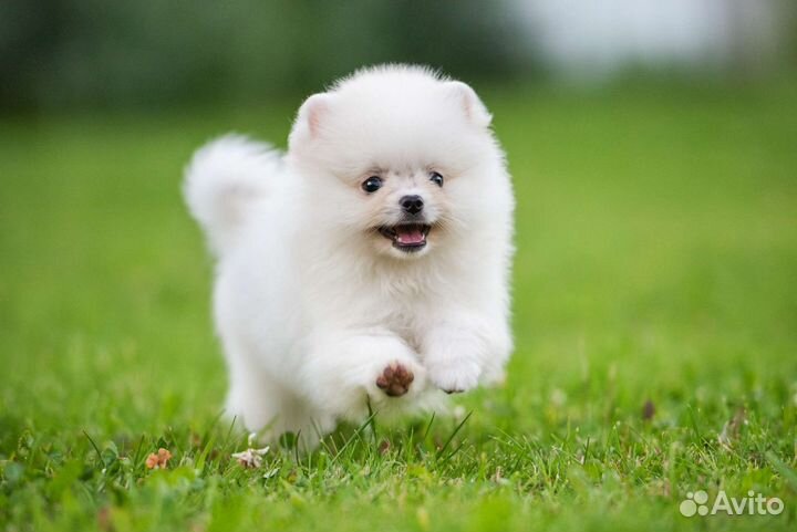 Померанский шпиц, мальчик 2 мес