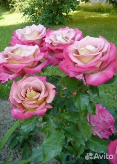Роза саженцы новинка Мишель друкер на осень 2023г