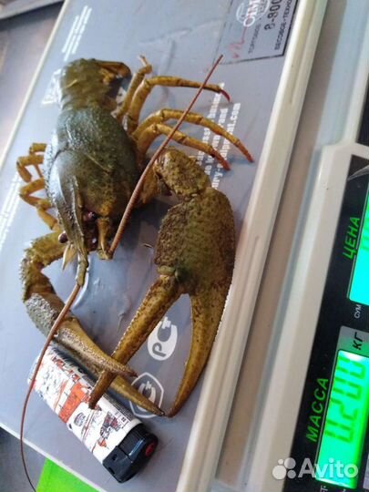 Раки живые и рыба в ассортименте