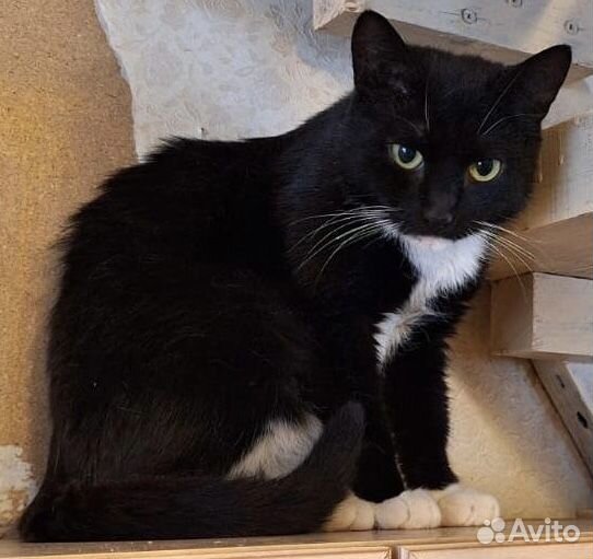 Кашка в добрые руки