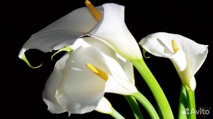 Калла белая эфиопская (Calla Aethiopica)