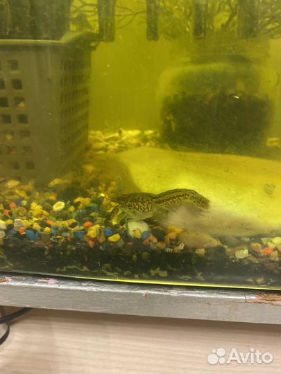 Аквариумные рыбки отдам бесплатно