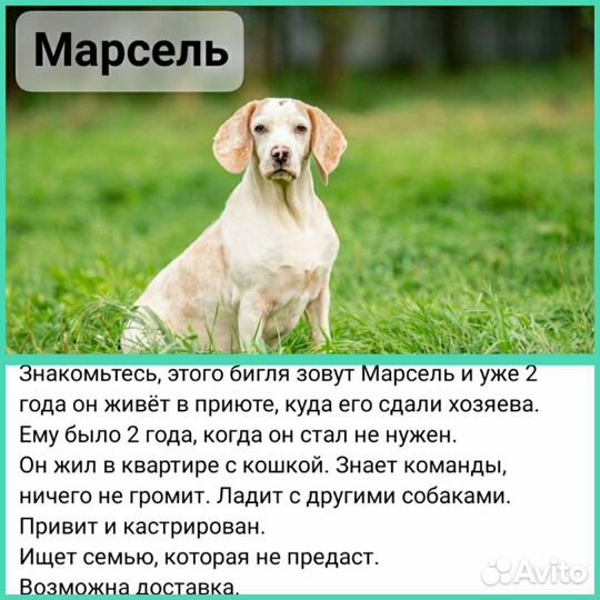 Бигль Марсель в добрые руки