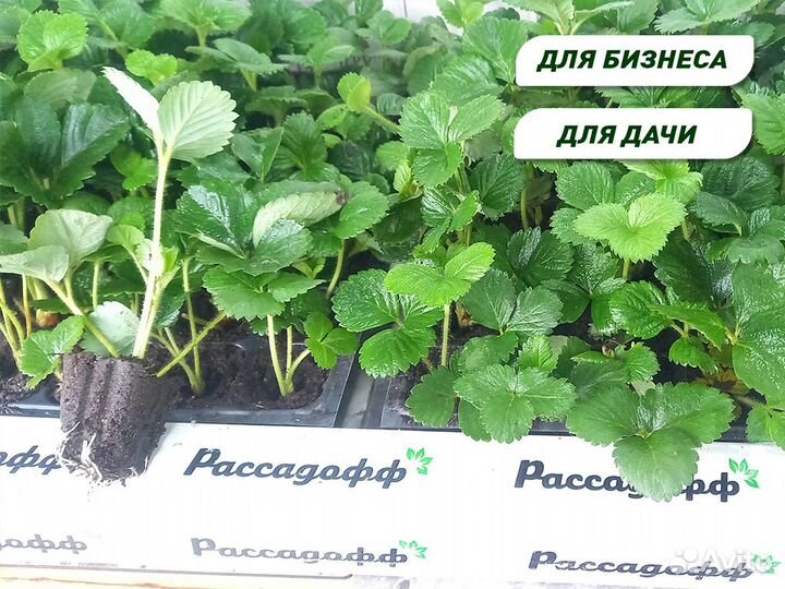 Рассада клубники. Опт от 64 шт