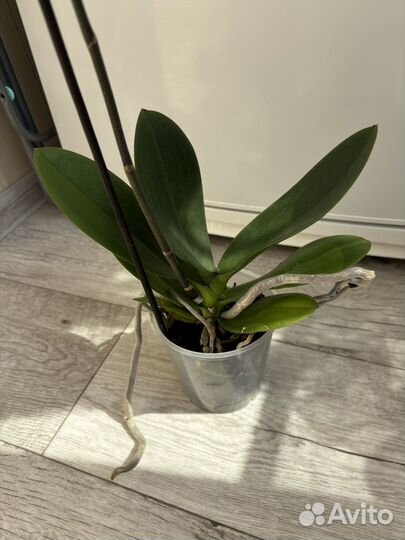 Орхидея фаленопсис