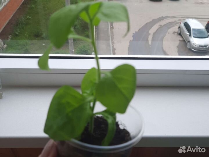 Петуния тайдал Сильвер