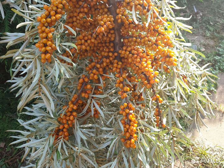 Облепиха сорт Ананасная и москов-красавица 1-5лет