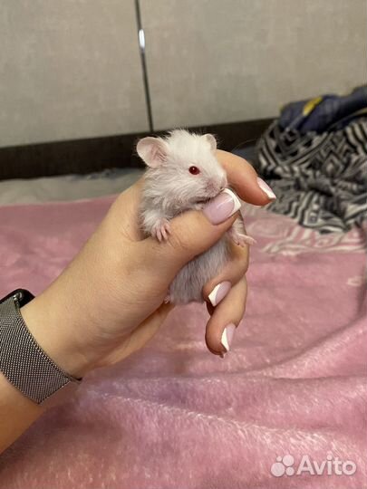 Хомяки Ангорские, Сирийские, пушистые