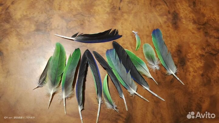 Перья попугая