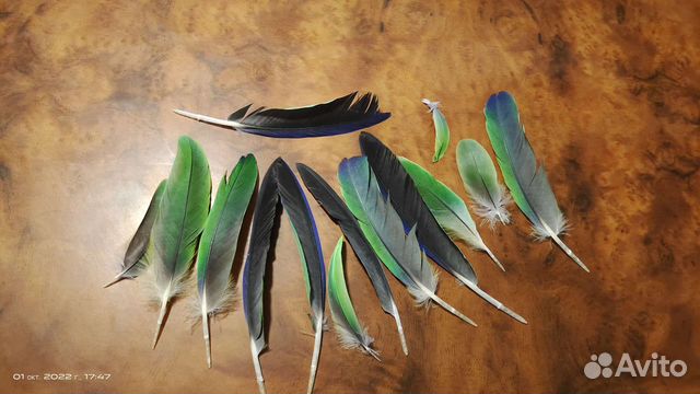 Перья попугая
