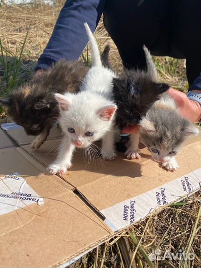 Котята