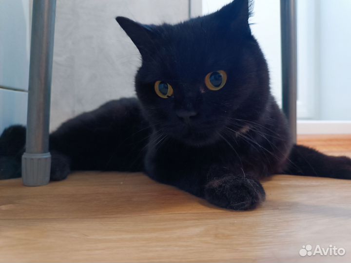 Отдам кота британца