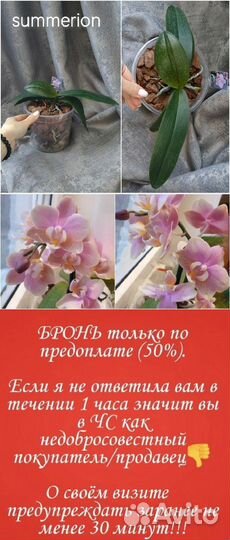 Орхидея фаленопсис