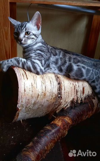 Бенгальская кошка