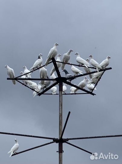 Голуби Спортивные почтовые На свадьбу и торжество