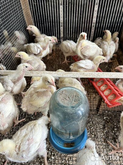 Цыплята бройлеры разного возраста