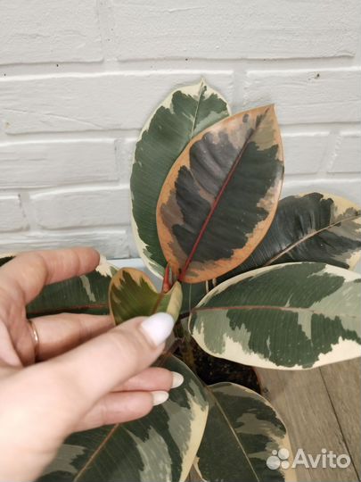 Фикус эластика тинеке комнатные растения цветы