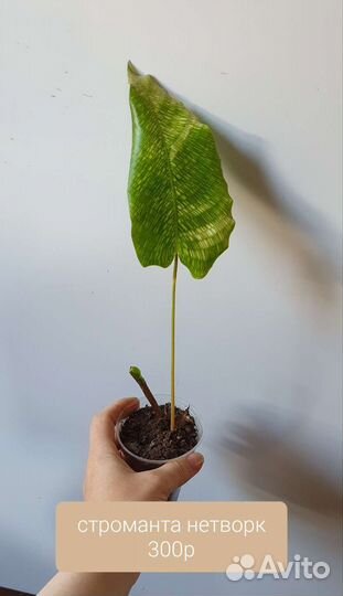Калатея нетворк