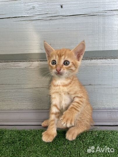 Рыжие котята в добрые руки 1 месяц