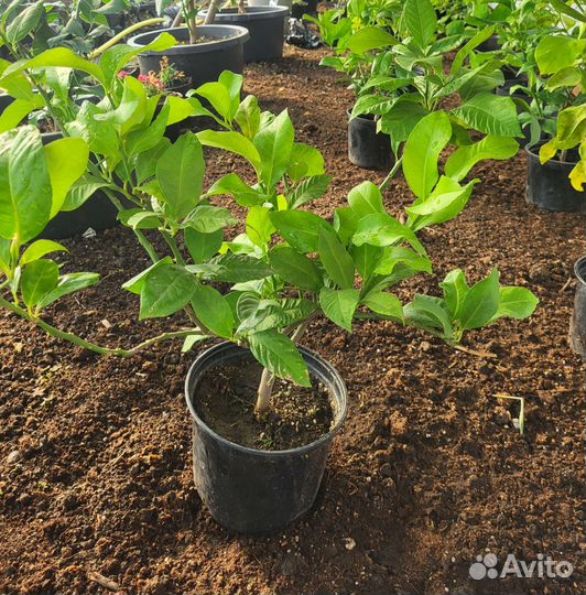 Саженцы лимона