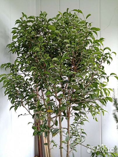 Фикус бенджамина мелколепестный