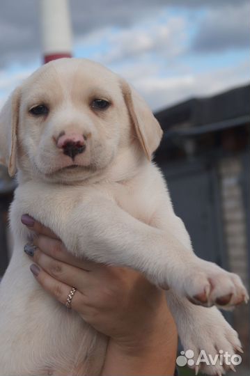 Щенок ищет хозяина