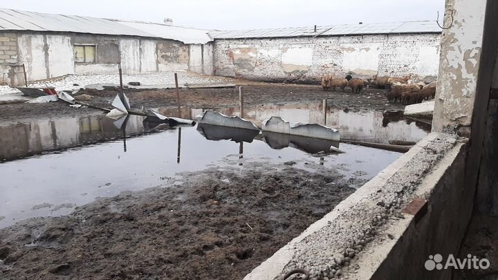 Животноводческая ферма продаю