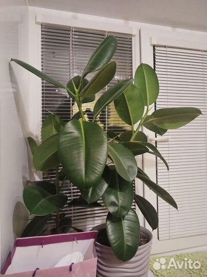 Фикус эластика