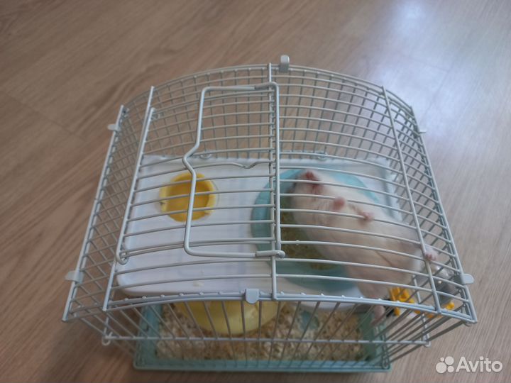 Хомяки,джунгарики