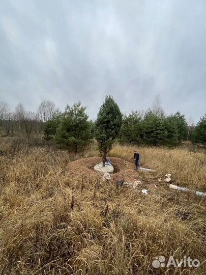 Сосна обыкновенная, крупномер